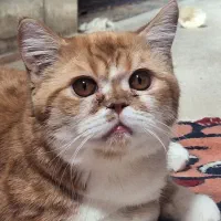 پرشین اسکاتیش