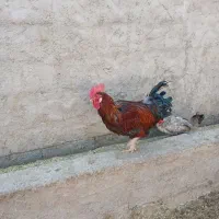 خروس و جوجه خروس|حیوانات مزرعه|مرودشت, رودبال|دیوار