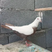 کبوتر