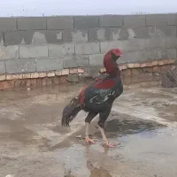 خروس لاری اصیل