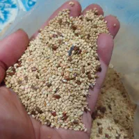 ارزن وتخم کتان