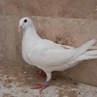 کفتر|پرنده|مشهد, امیریه|دیوار