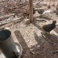 تخم‌مرغ‌زینتی‌نطفه‌دار