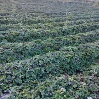 نهال توت فرنگی