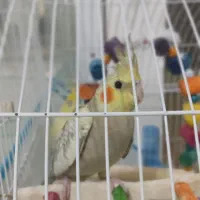 عروس هلندی|پرنده|رشت, نخودچر|دیوار