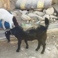 تیشتر افغانی اصلی بشرط از همه لحاظ