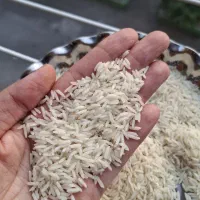 برنج  دانه بلند دم سیاه (صدری) مزارع شهرستان شفت|عمده‌فروشی|رشت, یخسازی|دیوار