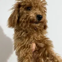 توی پودل رد|سگ|رشت, گلسار|دیوار