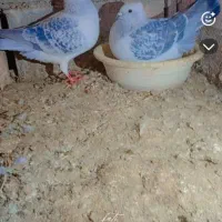 کبوتر|پرنده|جلگه ماژان, |دیوار