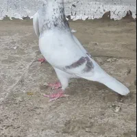 کبوتر سار دوخت المانی