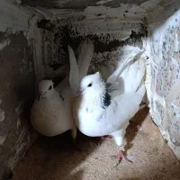 کبوتر فروشی ایوان