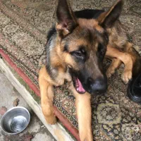 واگذاری سگ ژرمن