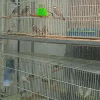 عروس هلندی طوطی فنچ مرغ عشق قناری و کلیه پرندها|پرنده|بوشهر, |دیوار