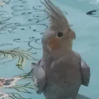 عروس هلندی ماده