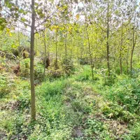 ۴۹۰۰هزار متر تخمینی زمین همراه با ۱۰۰۰تادرخت صنوبر|فروش زمین و ملک کلنگی|احمدسرگوراب, |دیوار