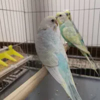 جوجه مرغ عشق رینبو