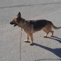 سگ شرمن شپرد|سگ|اسلامآباد غرب, |دیوار