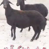 دوتا کاوور عروسک آوست