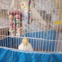 یک جفت عروس هلندی بامزه نر و ماده|پرنده|بوکان, |دیوار