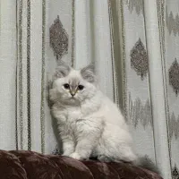 گربه اسکاتیش بریتیش
