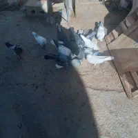 کبوتر|پرنده|فرخ‌شهر, |دیوار