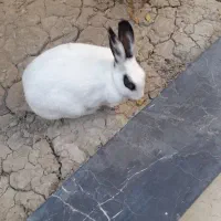 یک عدد خرگوش