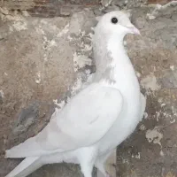 کبوتر یا کفتر|پرنده|مرودشت, ابوذر شمالی|دیوار