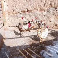 خروس لاری گلین محلی|حیوانات مزرعه|خسروشاه, |دیوار