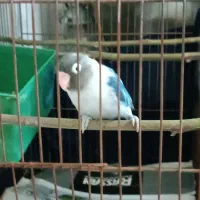 طوطی برزیلی