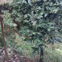 گلهای فضای باز (بیرونی)|گل و گیاه طبیعی|کلاچای, |دیوار