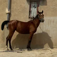 اسب کرد|اسب و تجهیزات اسبسواری|گیلان غرب, |دیوار