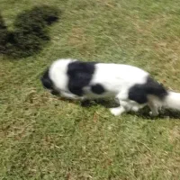 سگ پیداشده|حیوانات|بوشهر, |دیوار