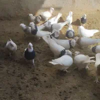 کبوتر طوقی|حیوانات|یاسوج, |دیوار