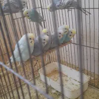 مرغ عشق|پرنده|بندر دیر, |دیوار