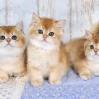 گربه بیریتیش