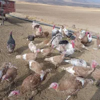 بوقلمون کردی ارگانیک