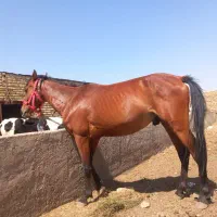 اسب نریان|اسب و تجهیزات اسب‌سواری|محمدیه-قزوین, |دیوار