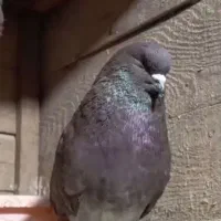 کبوتر بی کاکل بی نظیر