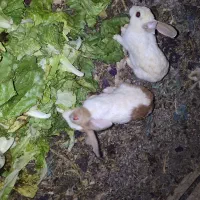 واگذاری و فروش خرگوش وبچه خرگوش|موش و خرگوش|اصفهان, کارلادان|دیوار