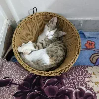 واگذاری گربه رایگان