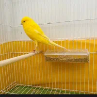 قناری معاوضه(لطفا توضیحات رو بخونید )