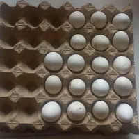 تخم مرغ سیبرایت