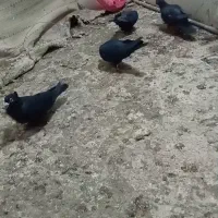 جفت زاغ کلایی|پرنده|یزدان شهر, |دیوار