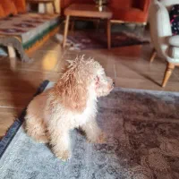 واگذاری سگ پودل|سگ|نوشهر, |دیوار