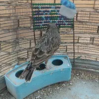 سهره خاکی و سهره قناری|پرنده|شیراز, کوشک میدان|دیوار