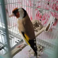 سهره بهاره جوجه قفس