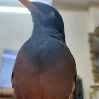 گمشده مرغ مینا