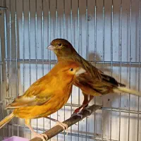 قناری نر و ماده رد بلک ،سرخ سوخته،مولد،اماده و مست|پرنده|تهران, شهرک استقلال|دیوار