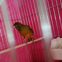 قناری نر|پرنده|قزوین, |دیوار