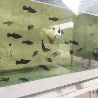 فروش اکواریوم لوازم ماهی با قیمت مناسب|ماهی|قائمشهر, |دیوار